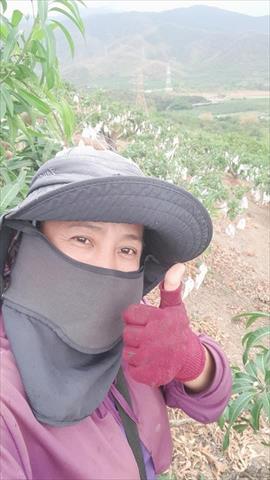 生產者圖片