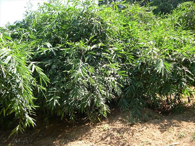 生產者圖片