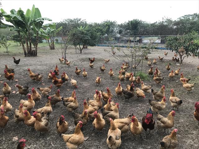 生產者圖片