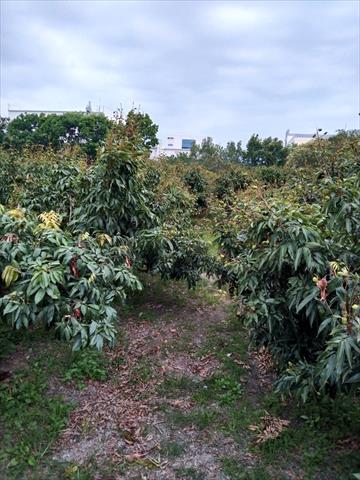 生產者圖片