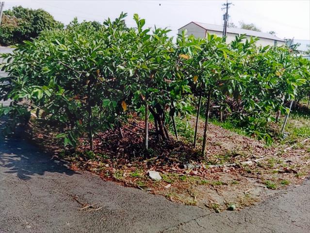 生產者圖片