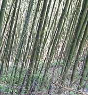 生產者圖片