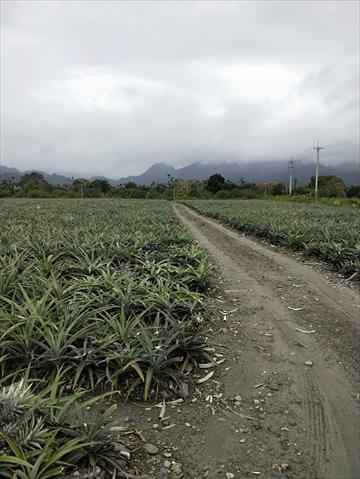 生產者圖片