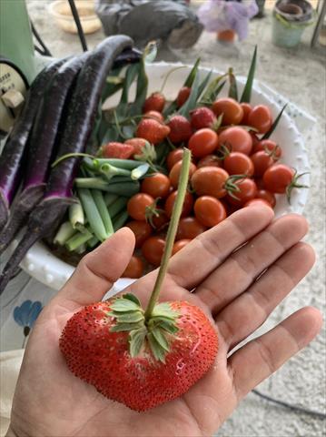 生產者圖片
