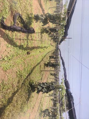 生產者圖片