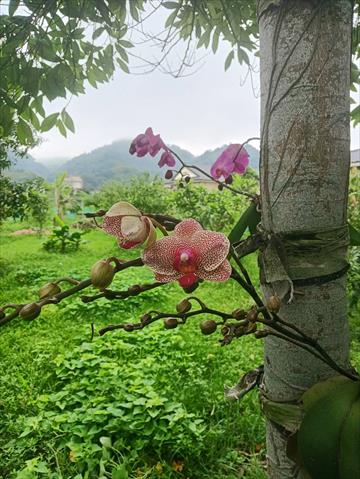生產者圖片