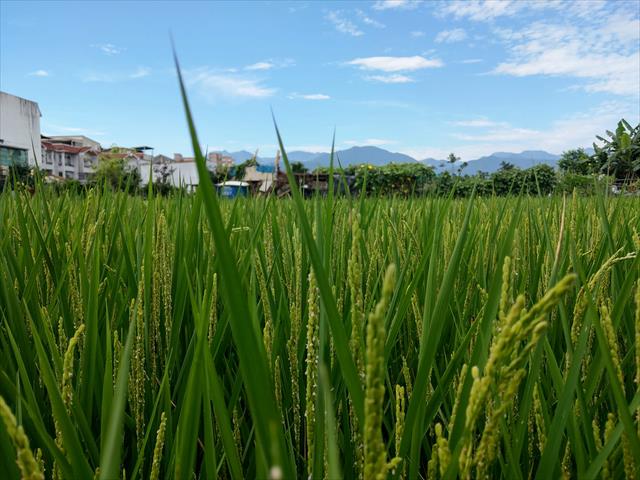 生產者圖片