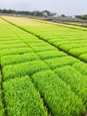 生產者圖片