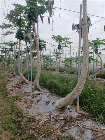 生產者圖片