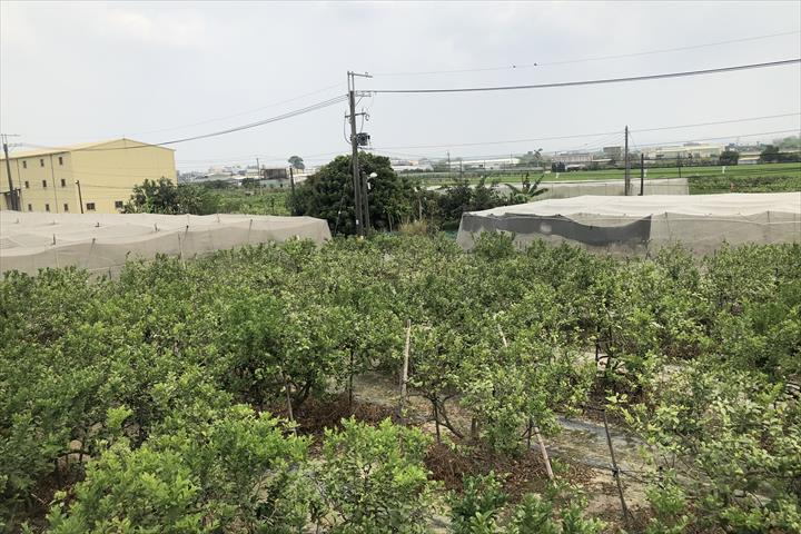 生產者圖片