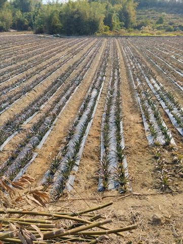 生產者圖片