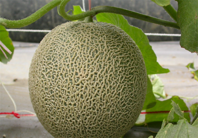 生產者圖片