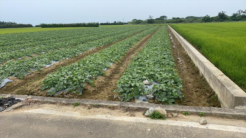生產者圖片