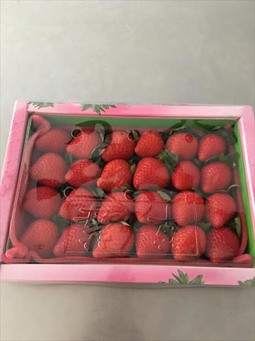 生產者圖片