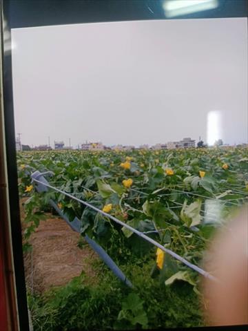 生產者圖片