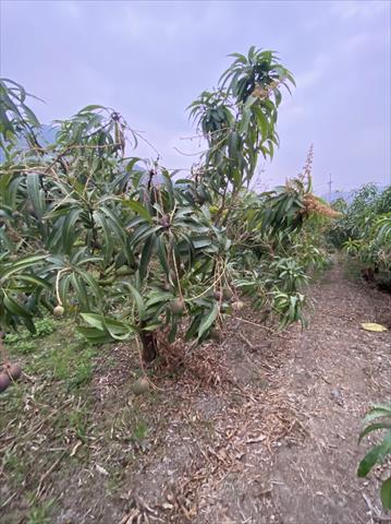 生產者圖片