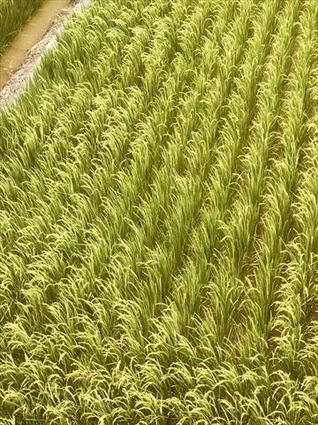 生產者圖片