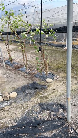 生產者圖片