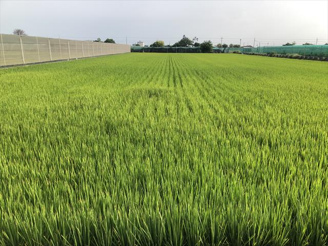 生產者圖片