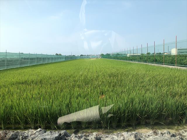 生產者圖片