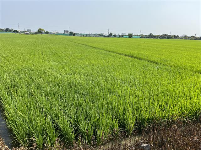 生產者圖片