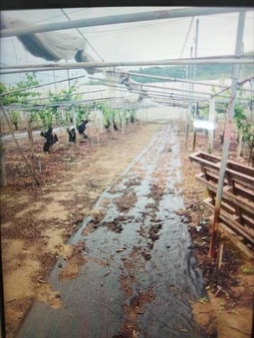 生產者圖片