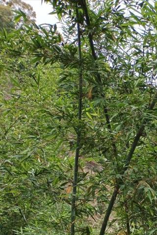 生產者圖片