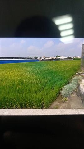 生產者圖片