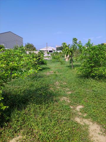 生產者圖片