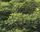 生產者圖片