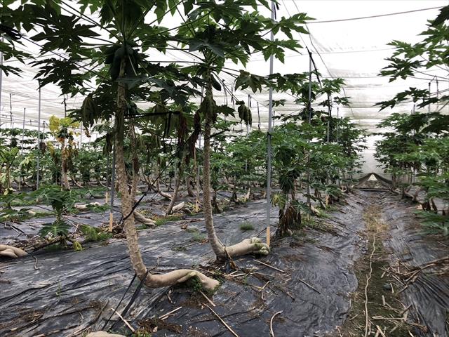 生產者圖片