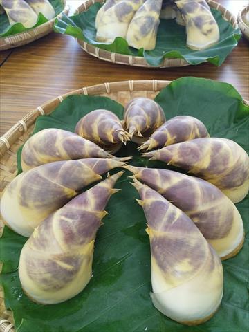 生產者圖片