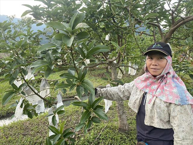 生產者圖片