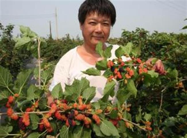 生產者圖片