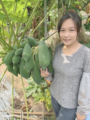 生產者圖片