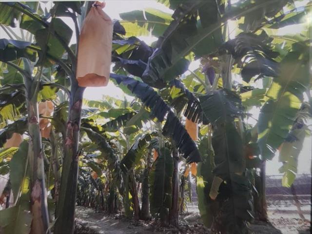 生產者圖片