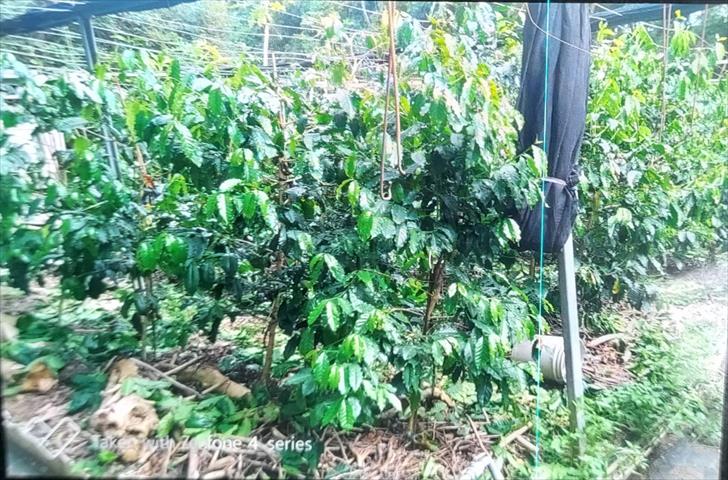 生產者圖片