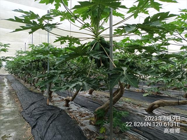 生產者圖片