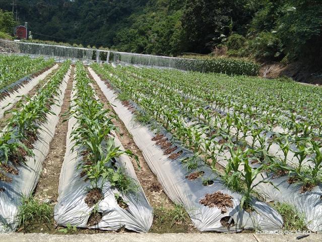 生產者圖片