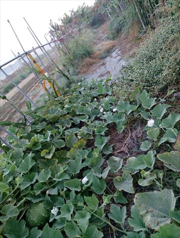 生產者圖片