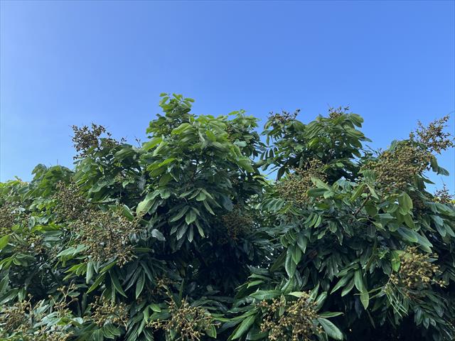 生產者圖片