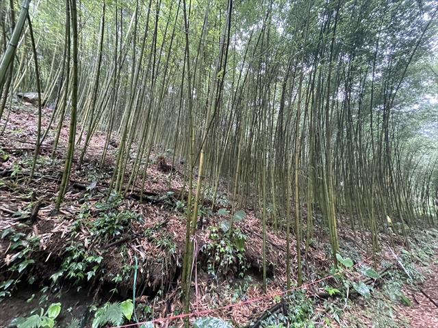 生產者圖片