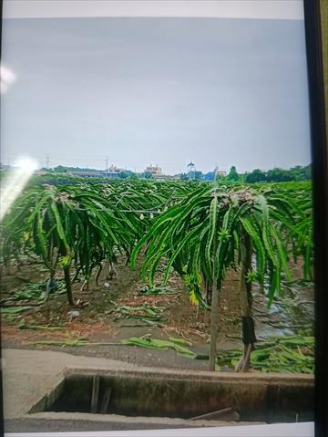 生產者圖片