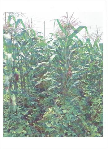 生產者圖片