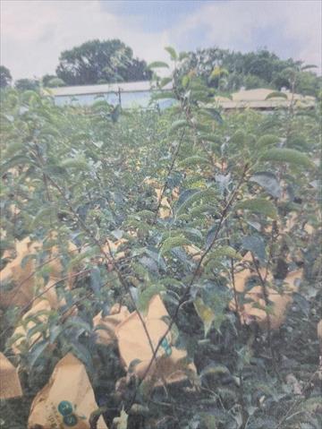 生產者圖片