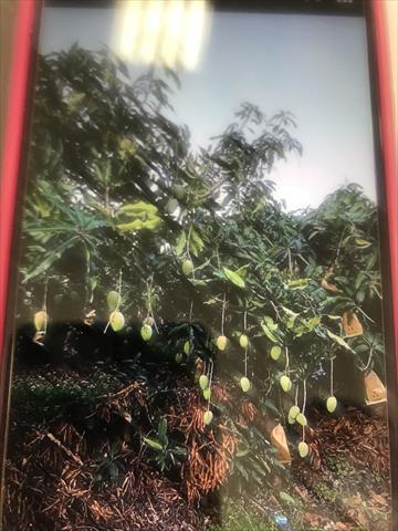 生產者圖片