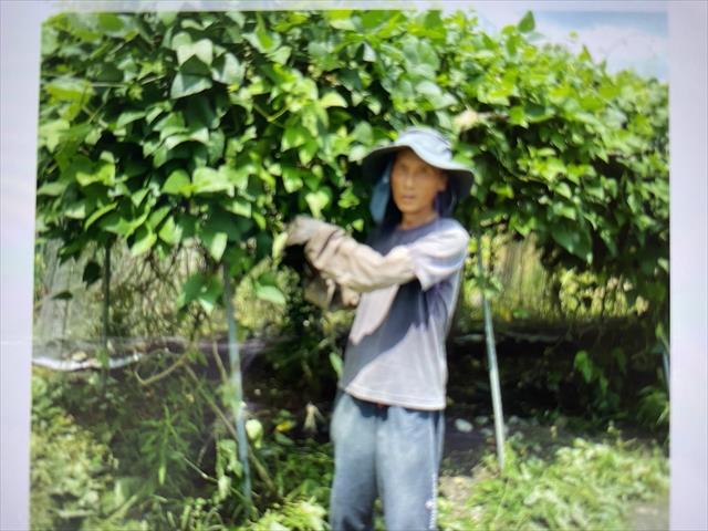 生產者圖片