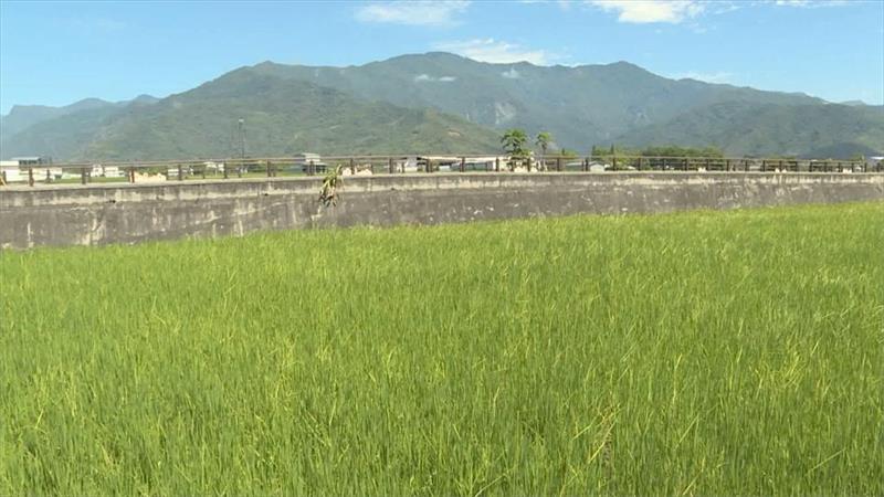 生產者圖片