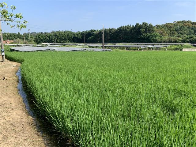 生產者圖片