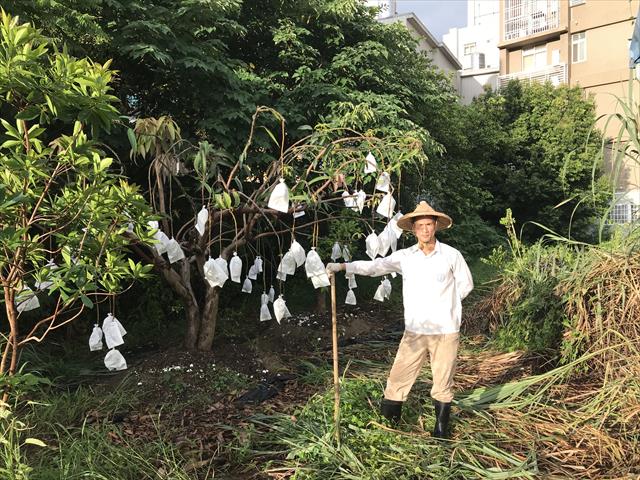 生產者圖片